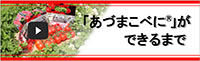 太陽光利用型植物工場 AZUMA FARM三重
